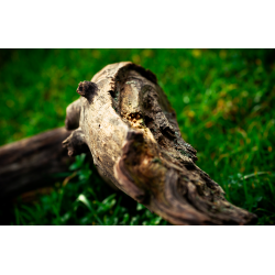 Tronc sculpté par le temps