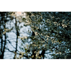 Renaissance du printemps