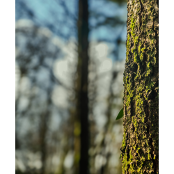 L'Âme Verte du Morvan