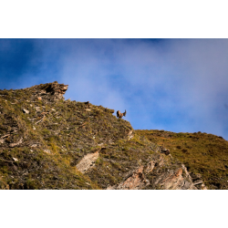 Le roi de la montagne
